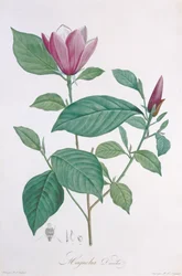 Magnolia discolor, inciso da Legrand